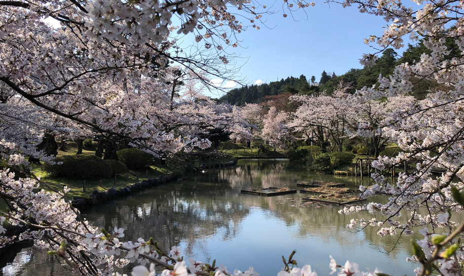 村松公園の桜