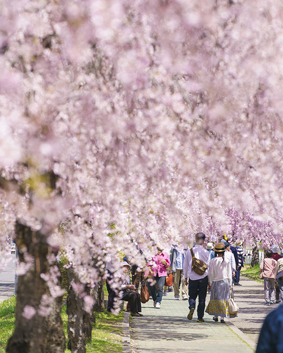 日中線しだれ桜並木