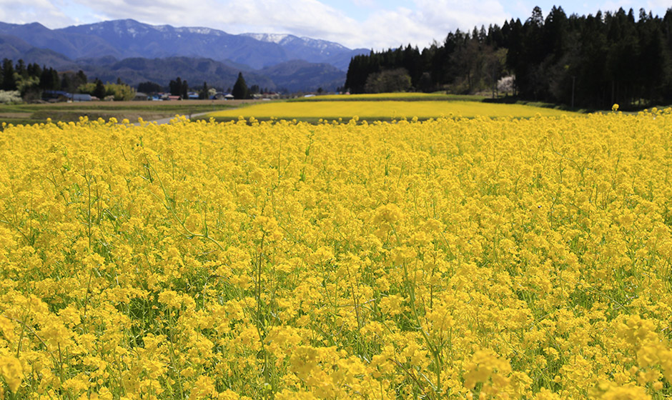 八木沢の菜の花畑